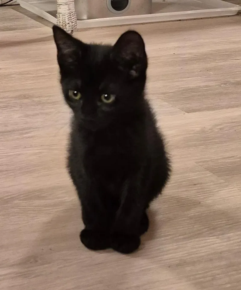 A baby small-sized male Black Domestic Short Hair cat named Leo for adoption in South Bend, IN