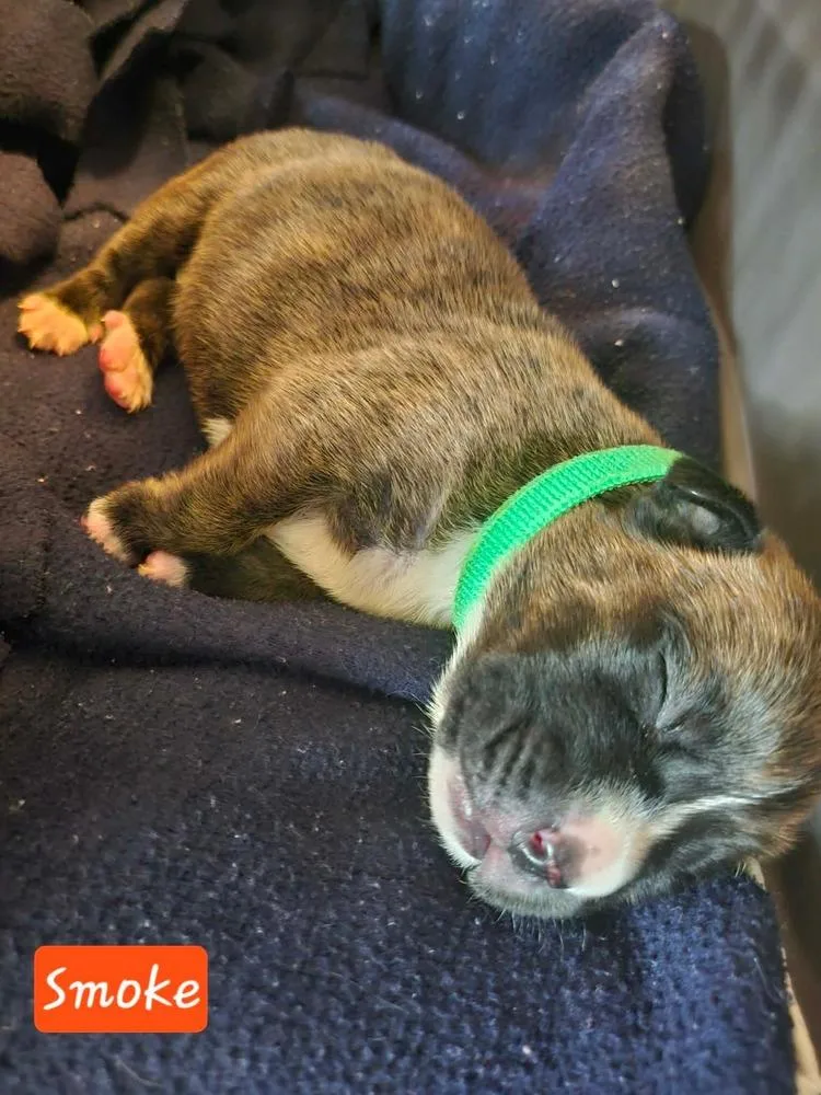 A baby large-sized female Tricolor (Brown, Black, & White) Boxer dog named Smoke for adoption in Poplar Grove, IL