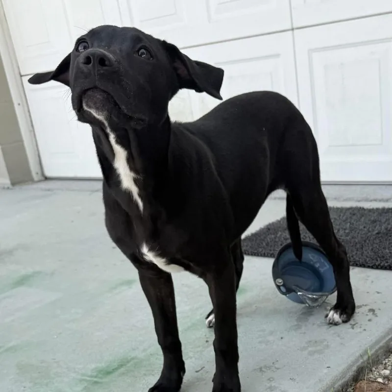 A baby small-sized female Black Labrador Retriever dog named Indie for adoption in Hinesville, GA