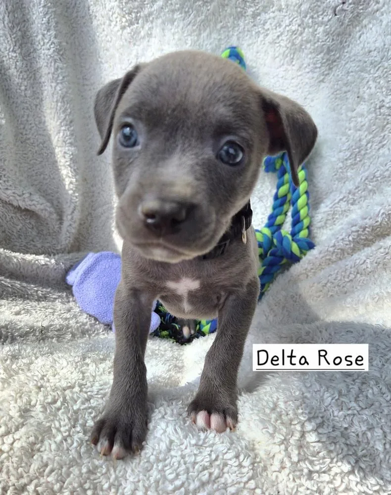 A baby large-sized female Gray / Blue / Silver Mixed Breed dog named Delta Rose for adoption in Lansing, MI