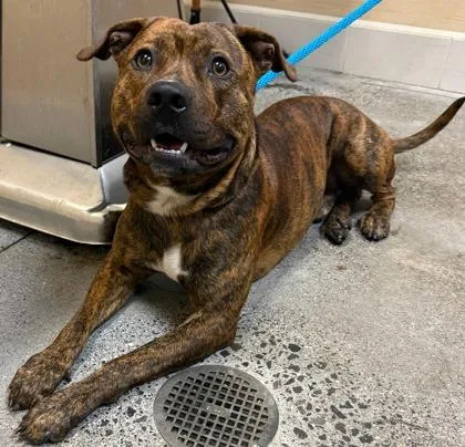 An adult medium-sized male Mixed Breed dog named Ikaika for adoption in Honolulu, HI