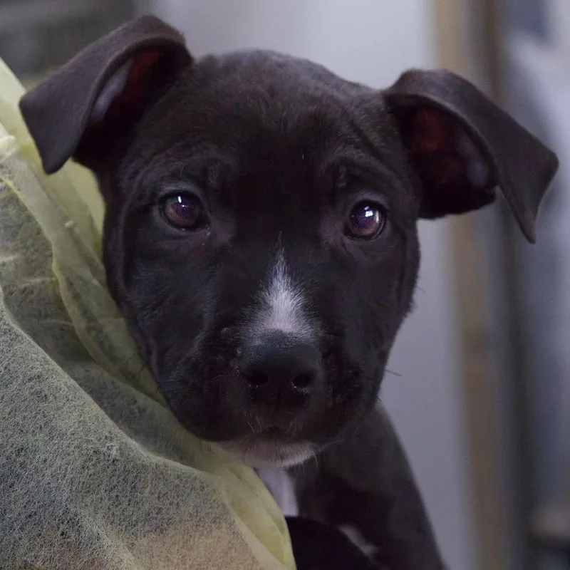 A baby small-sized male Black Terrier dog named Rigatoni for adoption in South Elgin, IL