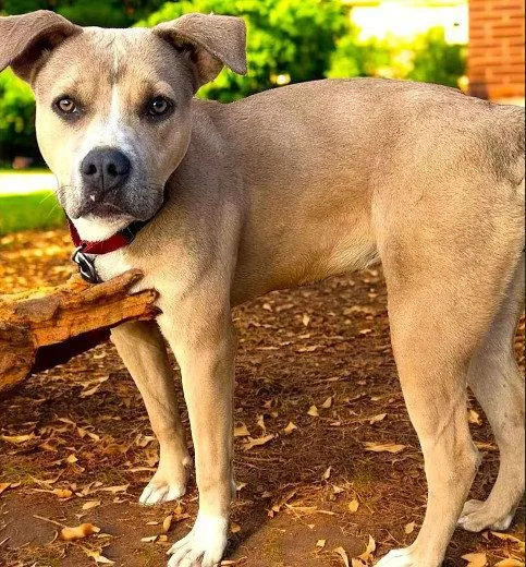 A young medium-sized female American Staffordshire Terrier dog named Sandee for adoption in Fallbrook, CA