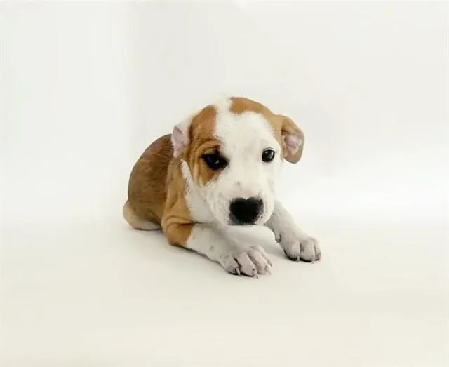 A baby small-sized male Terrier dog named Corbin for adoption in Saint Louis, MO