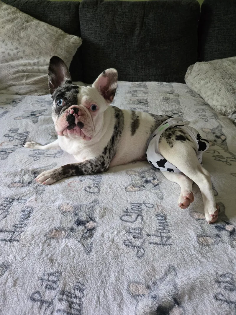 Daisy