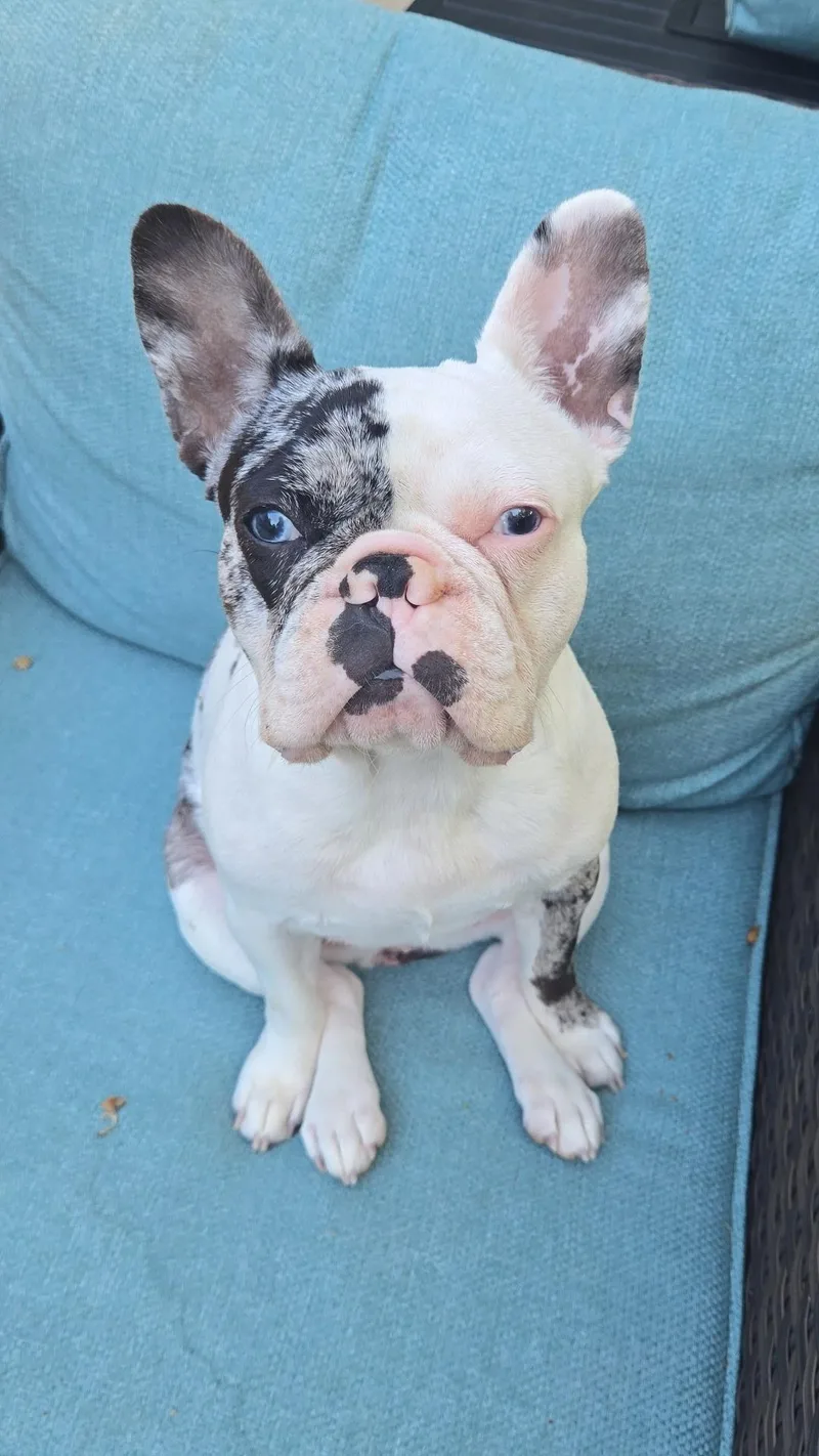 Daisy thumbnail 2