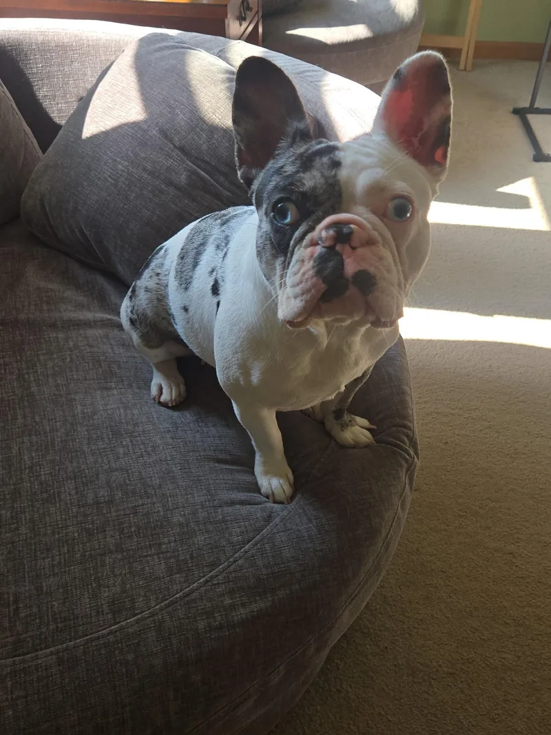 Daisy thumbnail 3