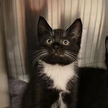 A baby small-sized male Black Domestic Short Hair cat named Ruber for adoption in Springfield, MA