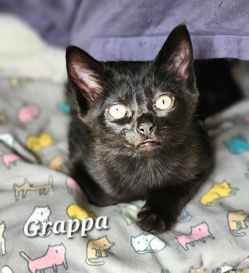 A baby small-sized female Black Domestic Short Hair cat named Grappa for adoption in Bentonville, AR