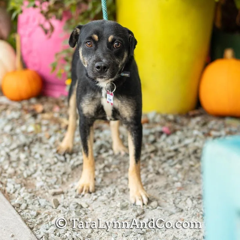 A young medium-sized female Black Hound dog named Sydney for adoption in Wake Forest, NC