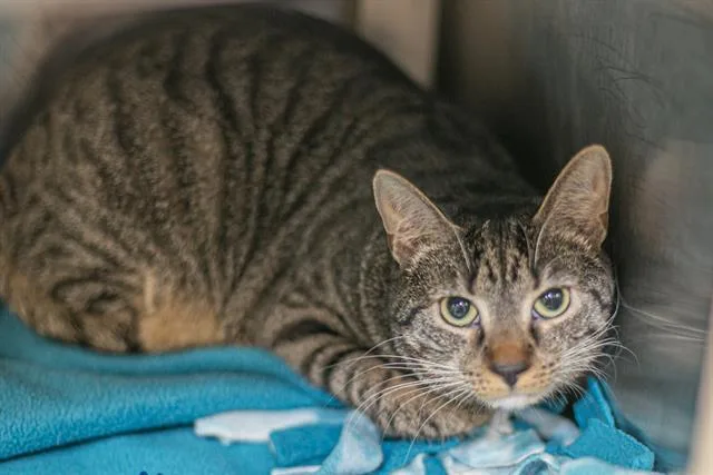 A young medium-sized female Domestic Short Hair cat named Princess for adoption in Charlotte, NC