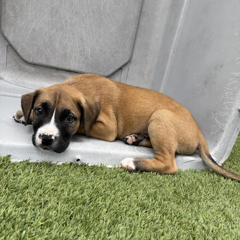 A baby small-sized male Yellow / Tan / Blond / Fawn Mixed Breed dog named Moses for adoption in LOXAHATCHEE, FL