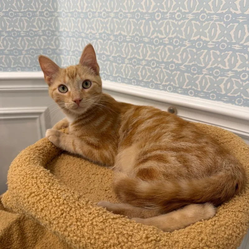 A young small-sized male Orange / Red Domestic Short Hair cat named Orange Julius for adoption in Juno Beach, FL