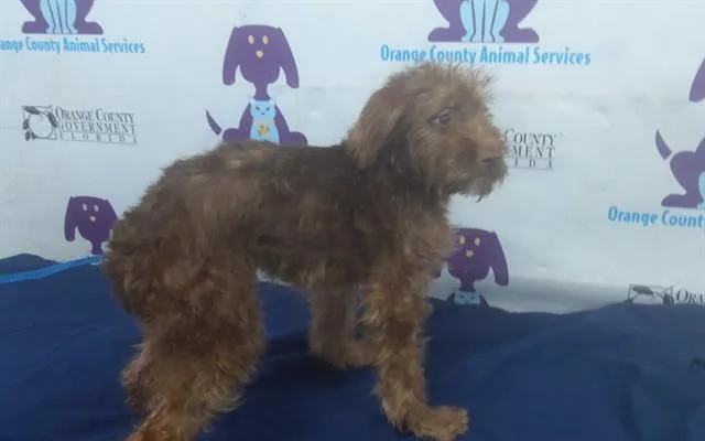 A baby small-sized female Wheaten Terrier dog named A for adoption in Orlando, FL