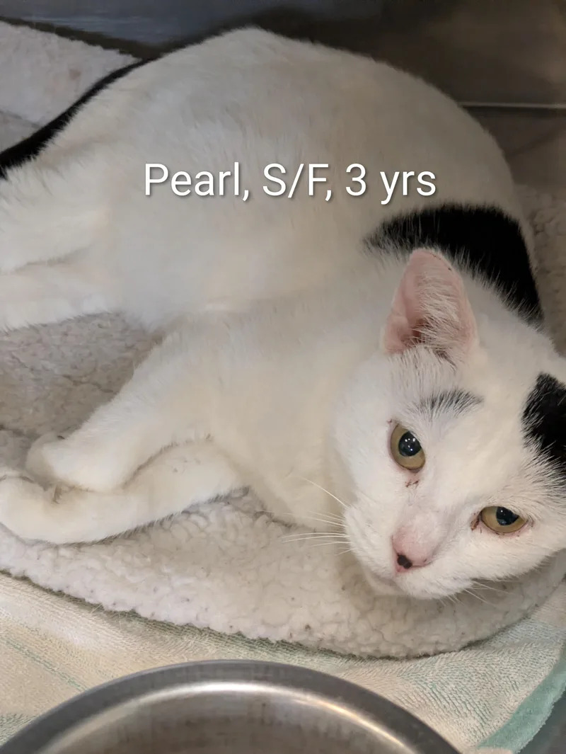 An adult medium-sized female White Domestic Short Hair cat named Pearl for adoption in Bedford, VA
