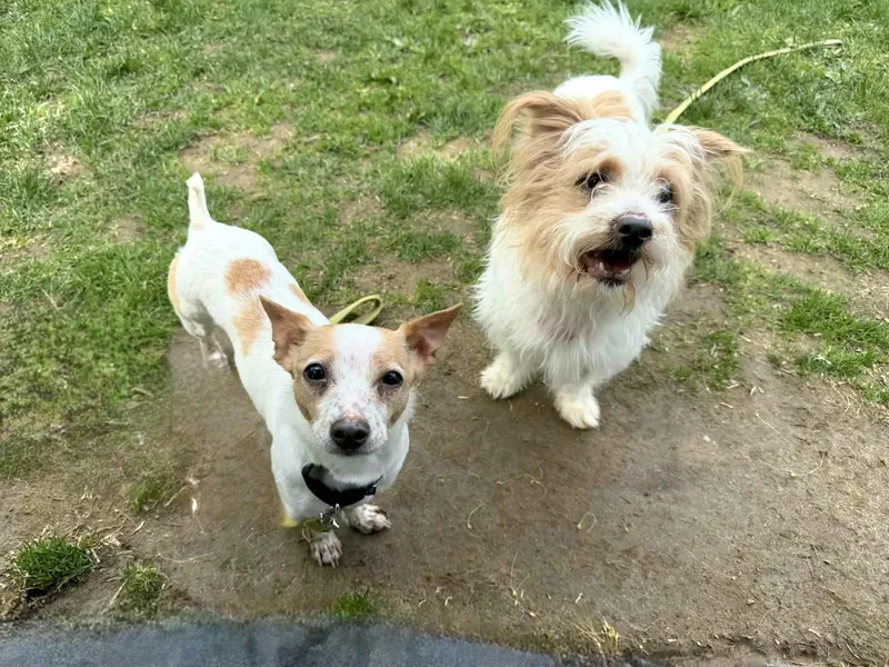 An adult small-sized female Maltese dog named Alice Brady Bunch for adoption in Terryville, CT