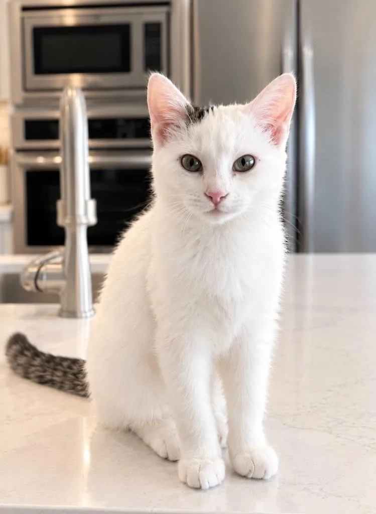 A baby medium-sized female Domestic Short Hair cat named Miss Muffin for adoption in Salt Lake City, UT