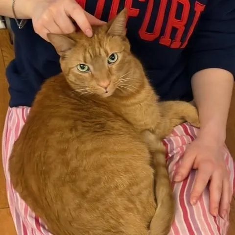 An adult large-sized male Orange / Red Domestic Short Hair cat named Louie for adoption in Richmond, VA