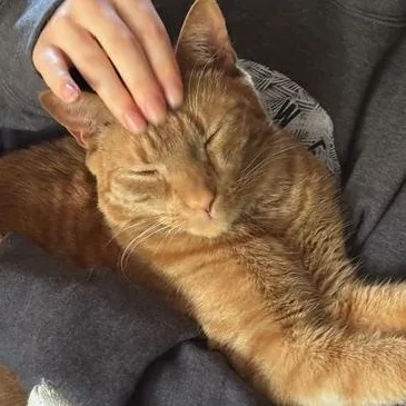 Louie thumbnail 4