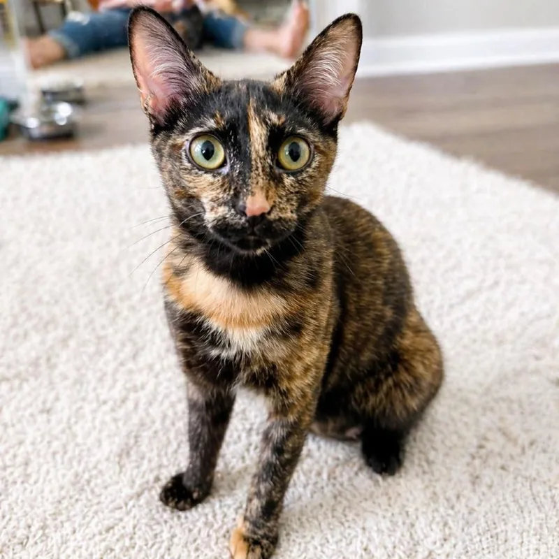 An adult medium-sized female Black Domestic Short Hair cat named Forklift for adoption in Austin, TX