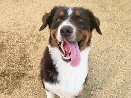 An adult medium-sized male Tricolor (Brown, Black, & White) Mixed Breed dog named Justy for adoption in Georgetown, TX