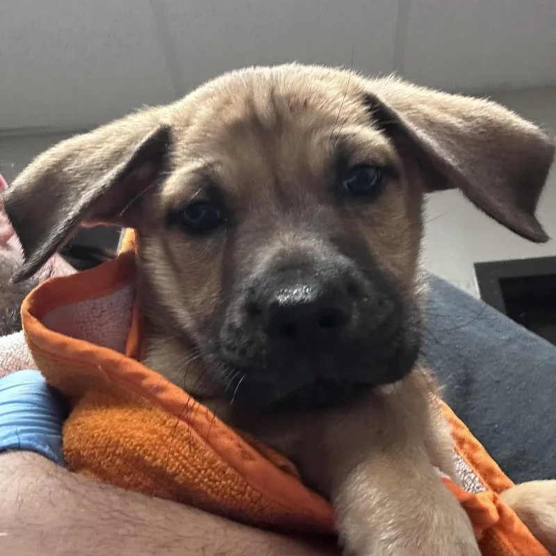A baby small-sized male Yellow / Tan / Blond / Fawn Black Mouth Cur dog named Kaylo for adoption in Yuma, AZ