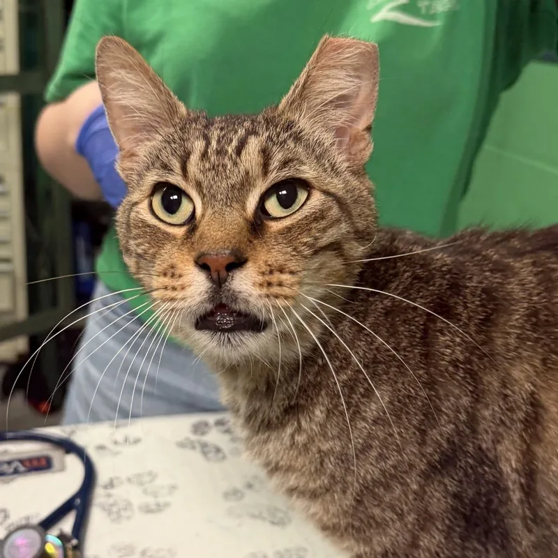 A senior large-sized male Gray / Blue / Silver Domestic Short Hair cat named Wrinkles for adoption in Kennett Square, PA