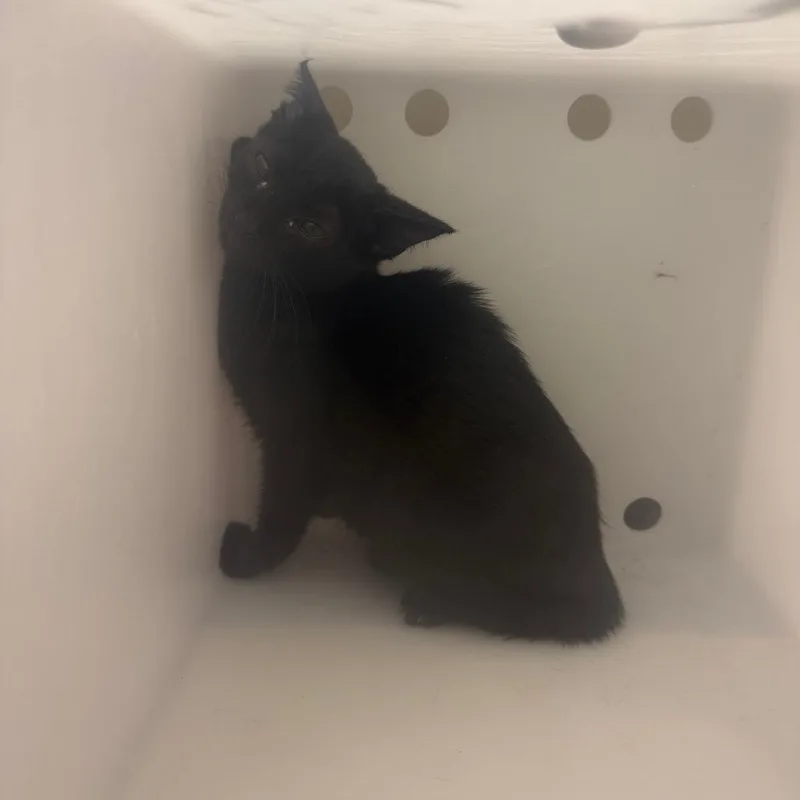 A baby small-sized female Black Domestic Short Hair cat named Milk for adoption in Columbus, GA