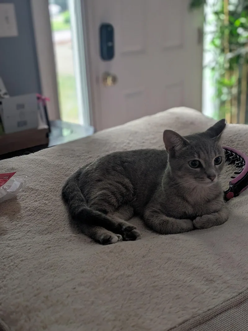 A young medium-sized female Domestic Short Hair cat named Andie Blake for adoption in Alpharetta, GA