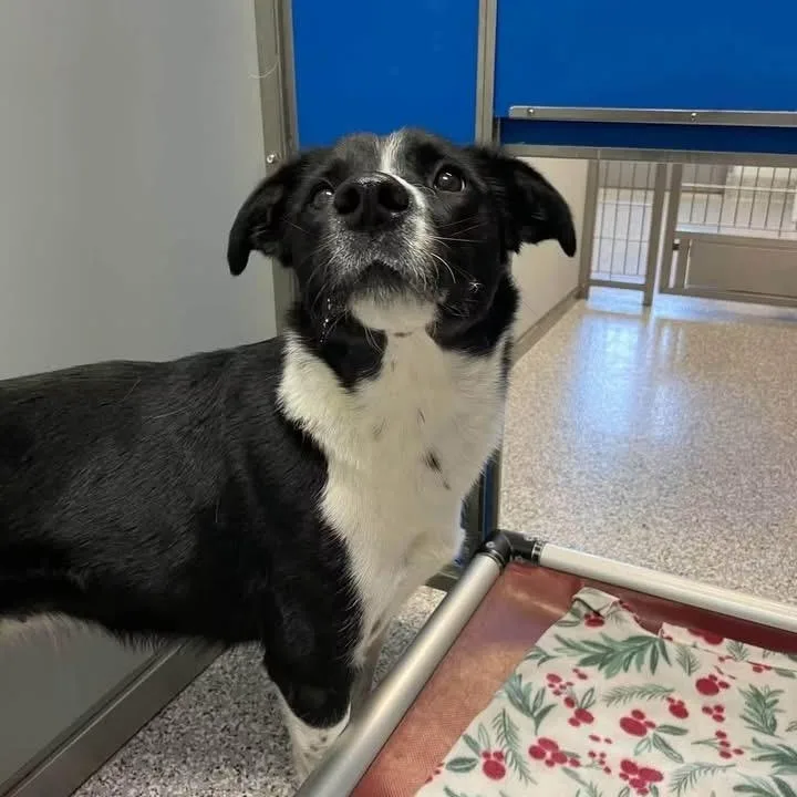 An adult medium-sized female Border Collie dog named Raven for adoption in Prineville, OR