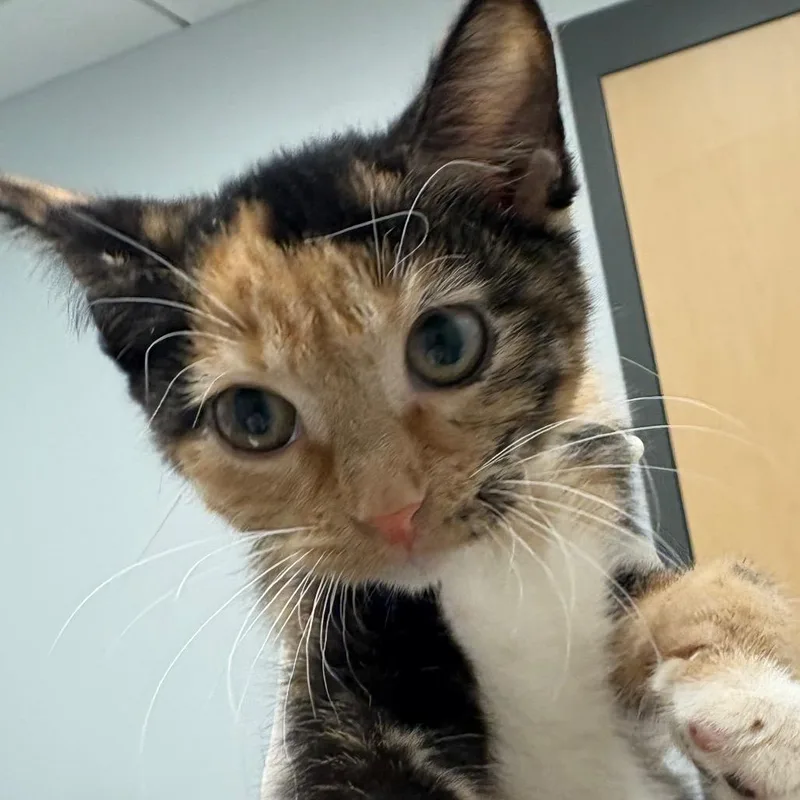 A baby small-sized female Calico Domestic Short Hair cat named Wide Load for adoption in Jacksonville, FL
