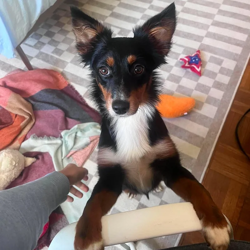 A young medium-sized female Tricolor (Brown, Black, & White) Mixed Breed dog named Susannah for adoption in Hilton, NY