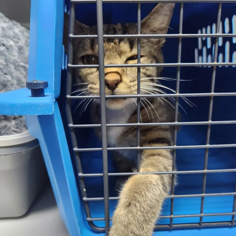 A young medium-sized male Brown / Chocolate Domestic Short Hair cat named Chester for adoption in Summerville, SC