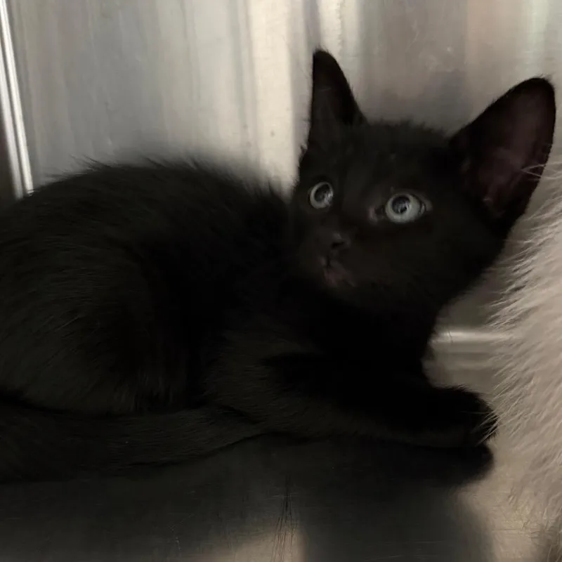 A baby small-sized female Domestic Short Hair cat named Andromeda for adoption in Pensacola, FL