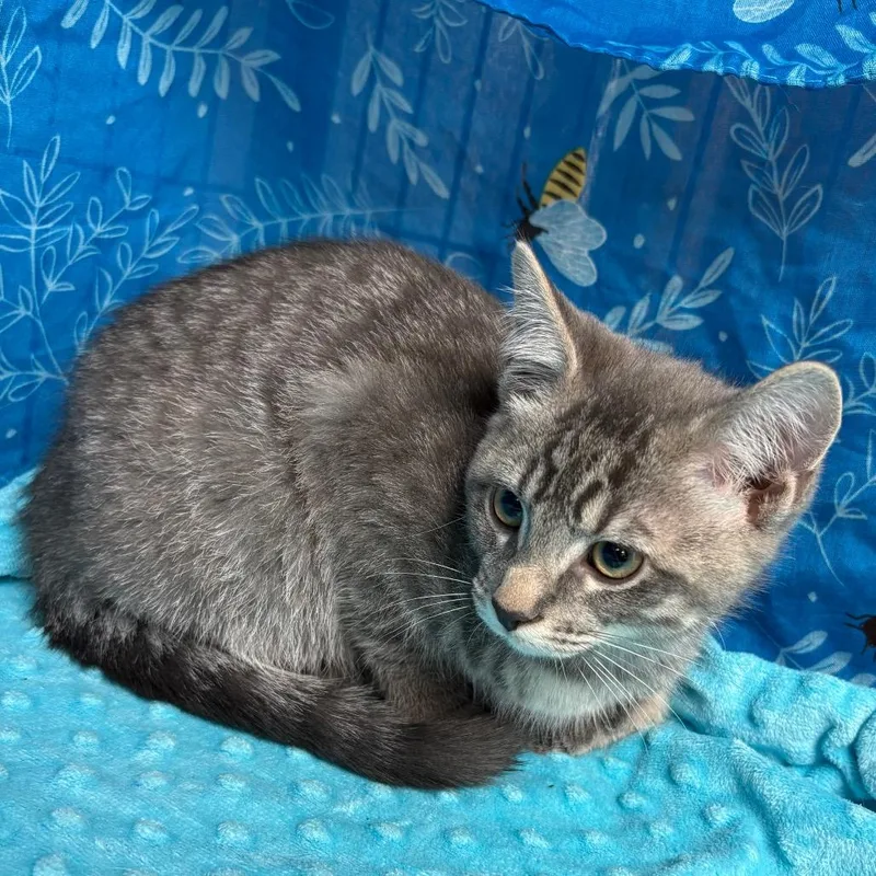 A baby small-sized male Gray / Blue / Silver American Shorthair cat named Nintendo for adoption in Greenfield, IN