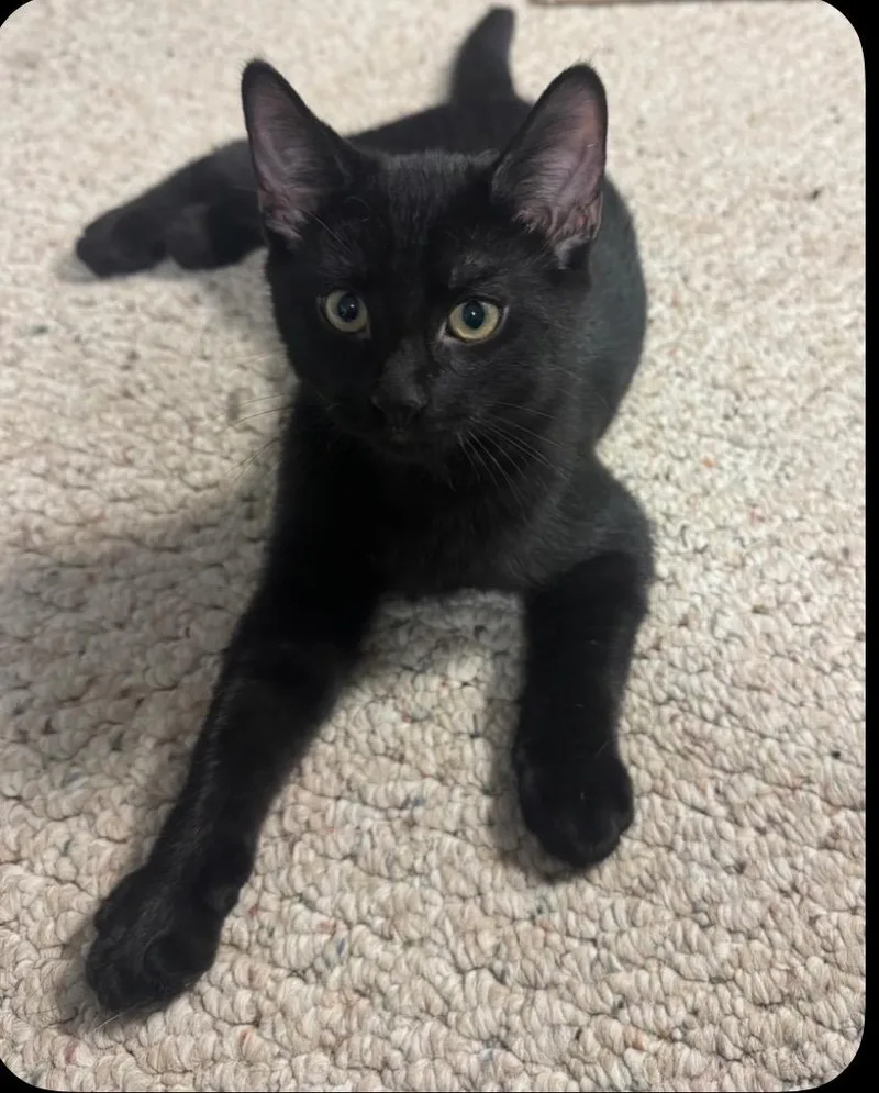 A baby small-sized male Domestic Short Hair cat named Charcoal for adoption in Randolph, AL