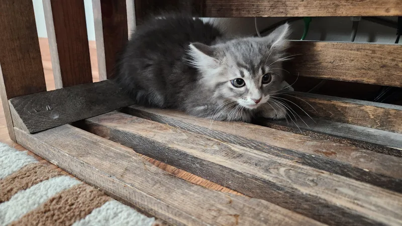 Trixie
