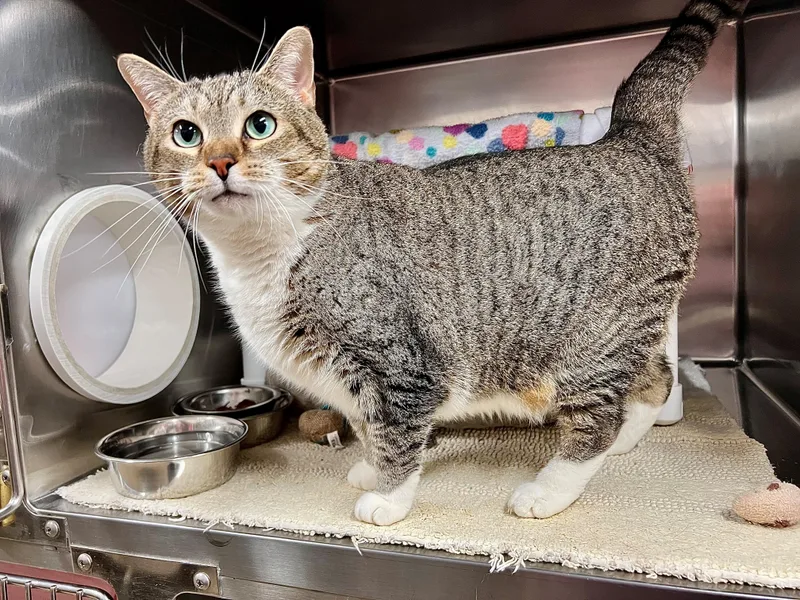 An adult large-sized female Tabby (Brown / Chocolate) Domestic Short Hair cat named Mittens for adoption in Frederick, MD