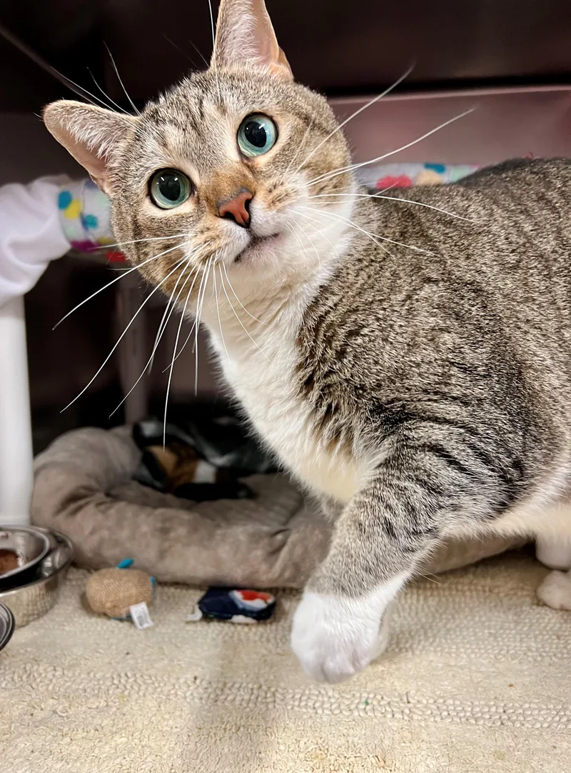 Mittens thumbnail 2