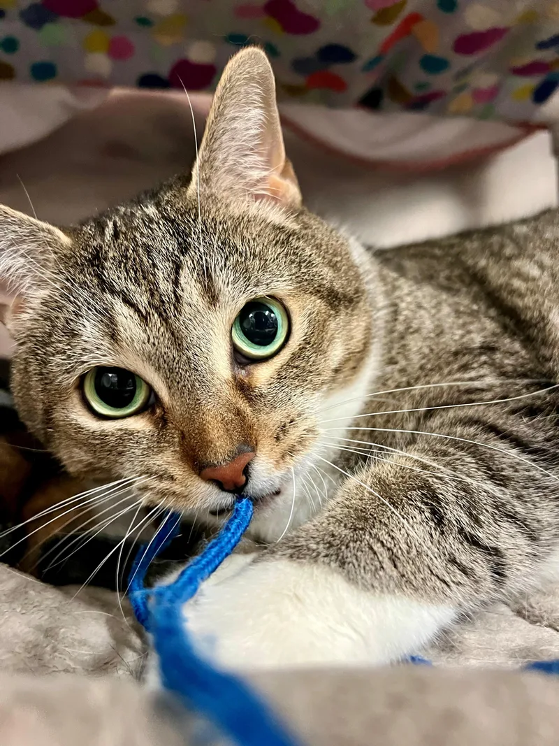 Mittens thumbnail 3