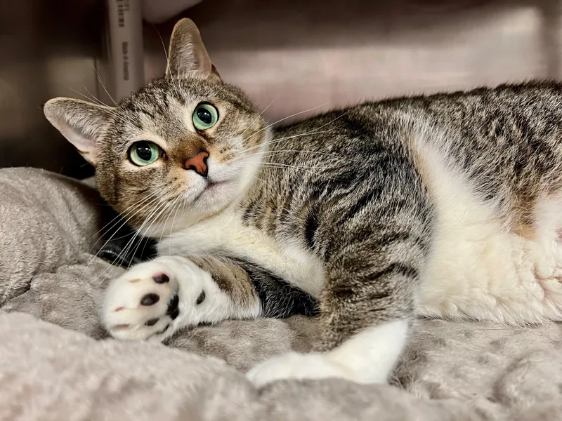 Mittens thumbnail 5
