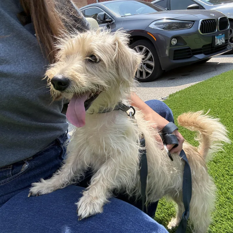 A young small-sized male Mixed Breed dog named Aspen for adoption in Evanston, IL