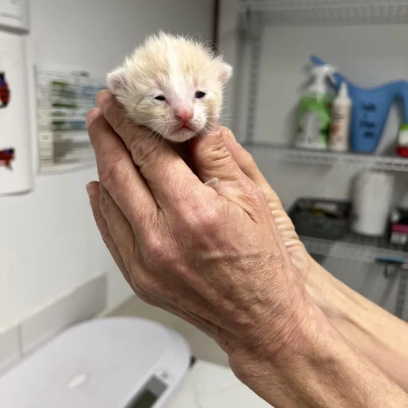 A baby small-sized female Cream / Ivory Domestic Short Hair cat named Azzeel for adoption in St. Louis, MO