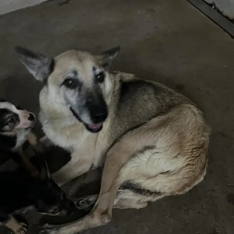 A senior medium-sized female Shepherd dog named Melly for adoption in Edinburg, TX