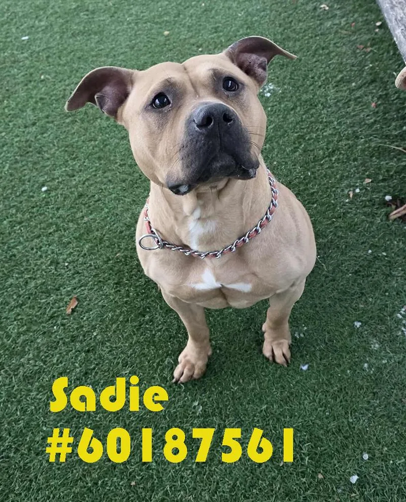 Sadie
