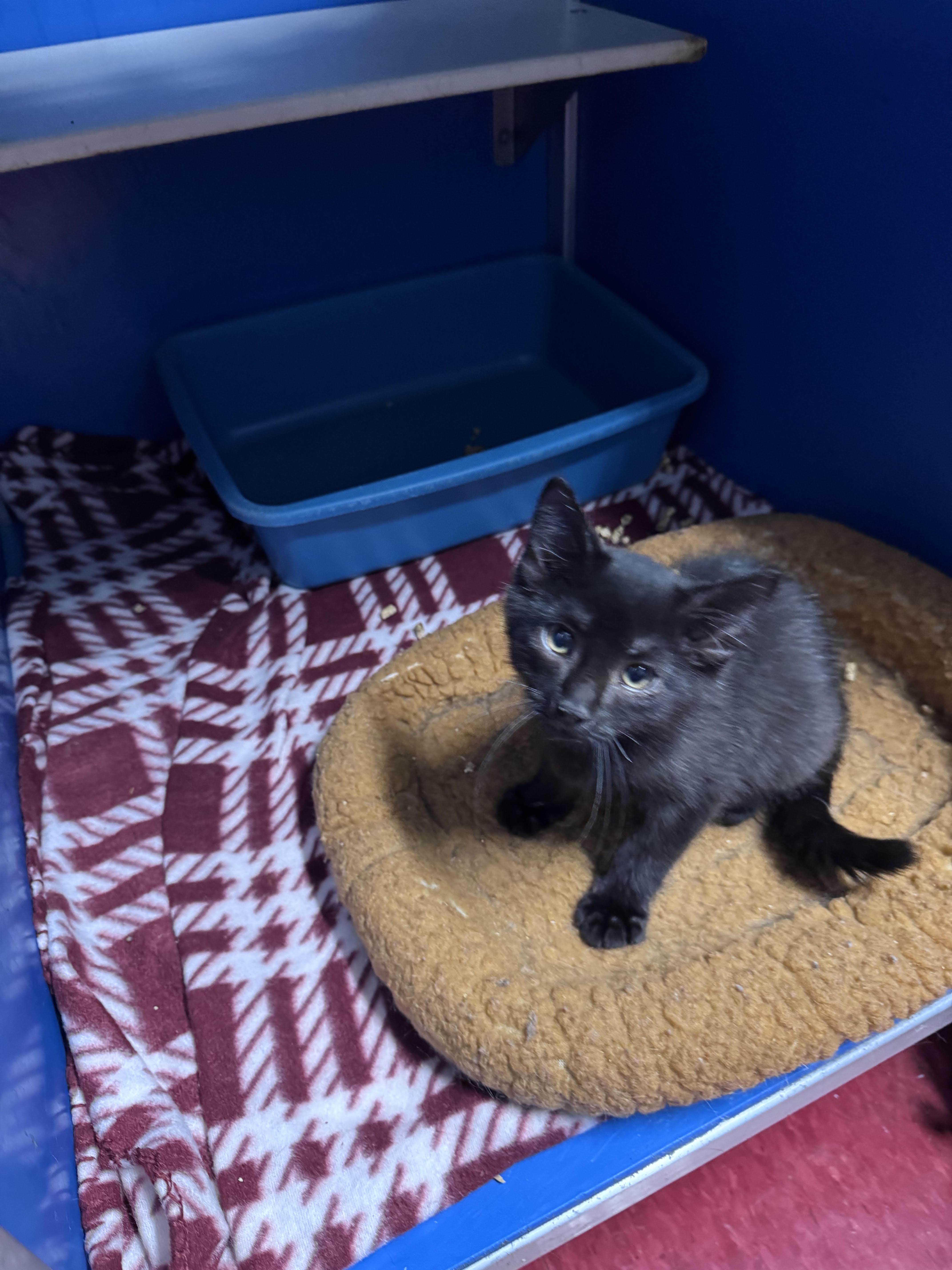 A baby medium-sized male Black Domestic Short Hair cat named Bob for adoption in Hoopeston, IL