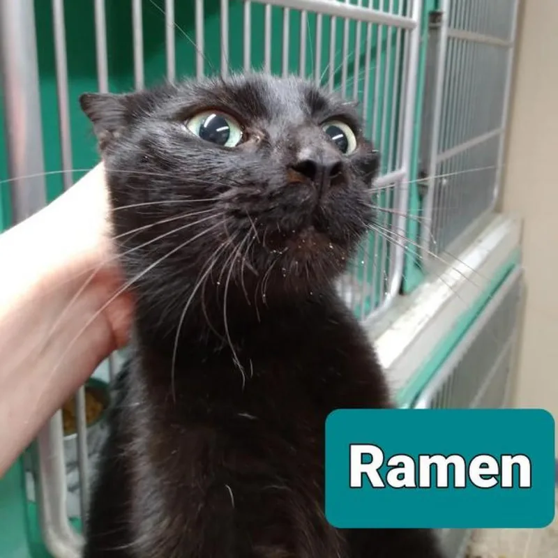 An adult medium-sized female Domestic Short Hair cat named Sweet Pea for adoption in Marble, NC