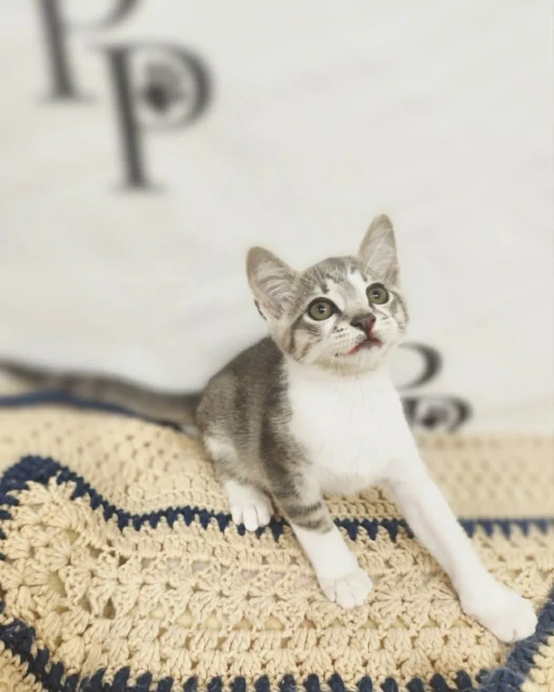 A baby medium-sized male Gray & White Domestic Short Hair cat named Hip Hop for adoption in Social Circle, GA