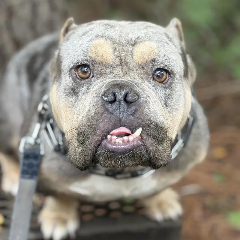 An adult medium-sized male English Bulldog dog named Smalls for adoption in Tyrone, GA