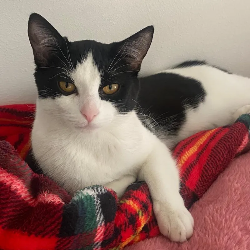 A young medium-sized female White Domestic Short Hair cat named Suki for adoption in Stoughton, WI
